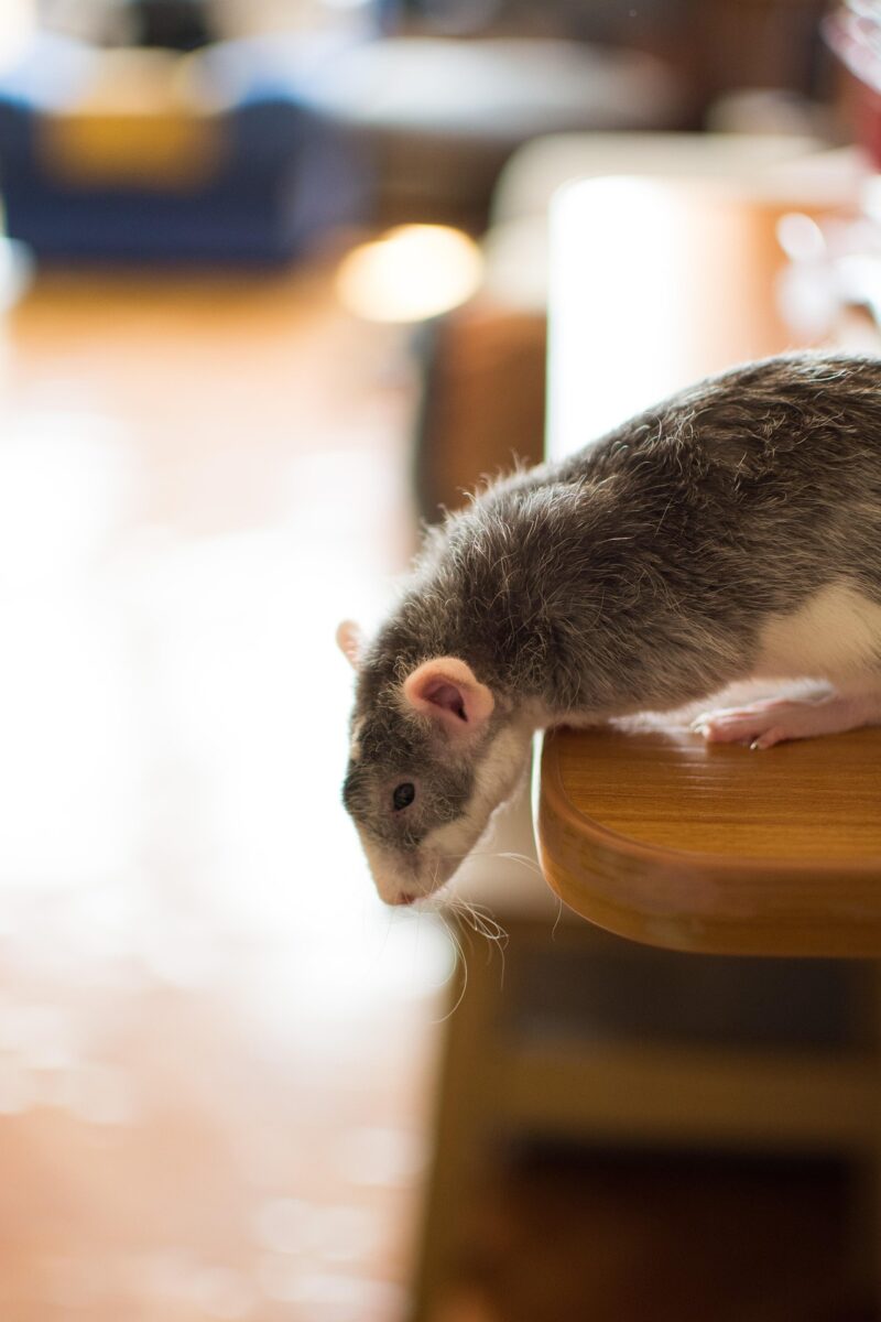 dératisation mulhouse