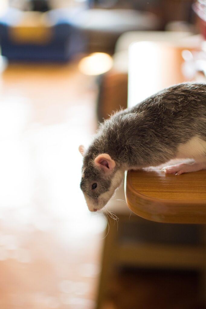 dératisation à strasbourg