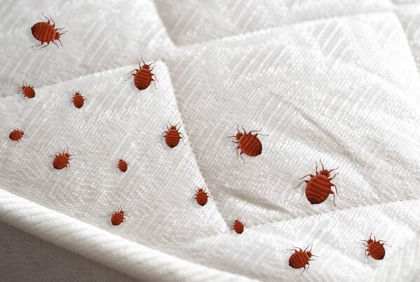 désinsectisation à strasbourg